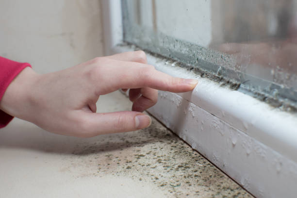 Best Mold Remediation for Healthcare Facilities  in Ely, NV