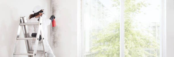 Dehumidification Services in Ely, NV